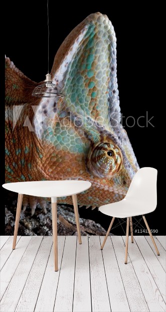 Picture of Chameleon on log